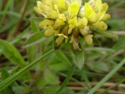 Leobordea pulchra